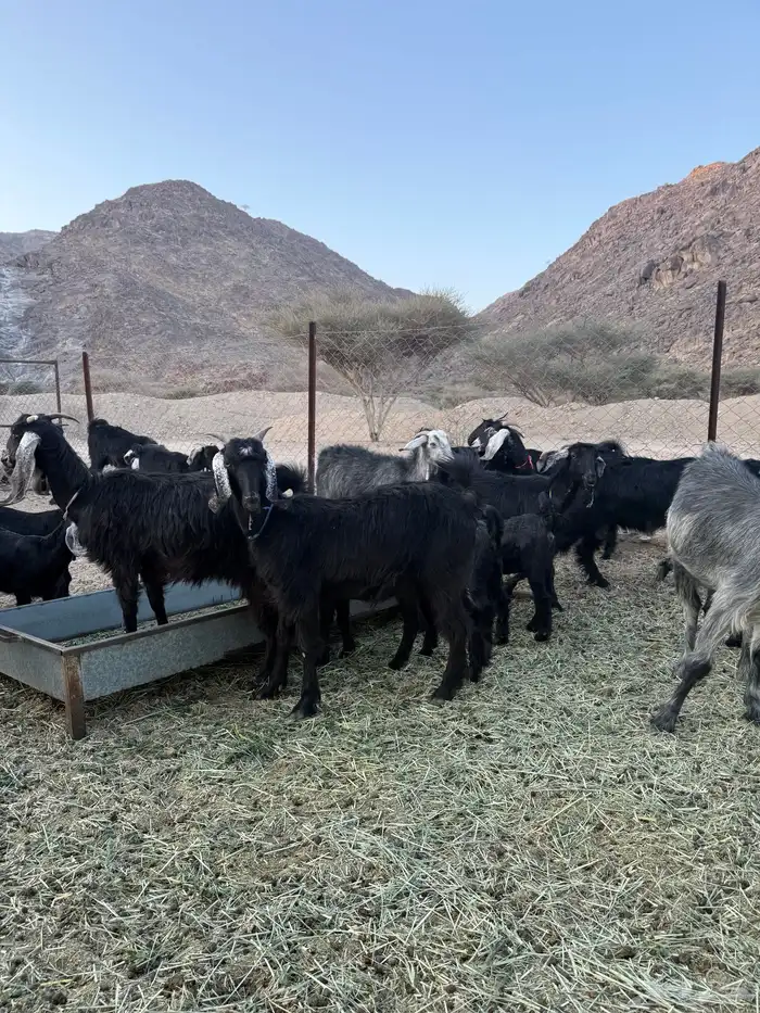 معزاء اباكير متابيع كفو 5