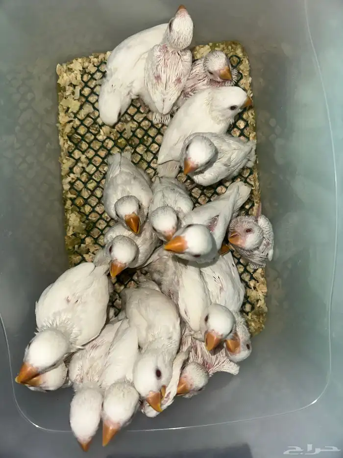 فرخ روز متنوعه وأحجام تب وقريب هدد(بالجملة) 3