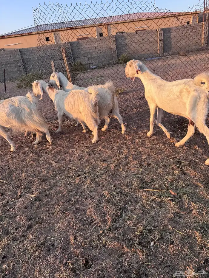 معزا مصريات جم دفيع وحليب 9