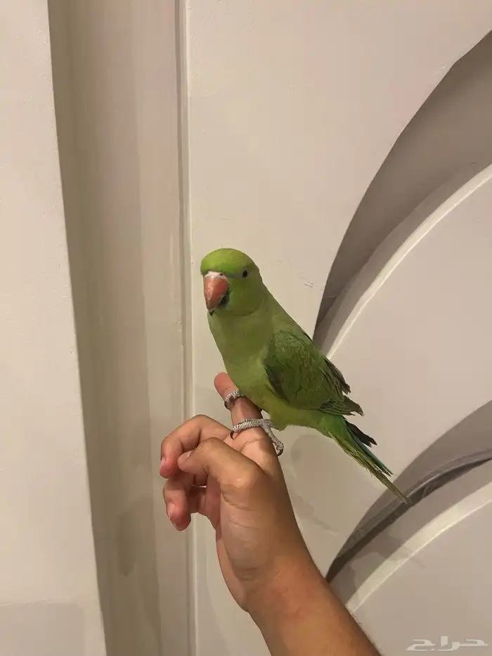 فرخ دره اليف 3