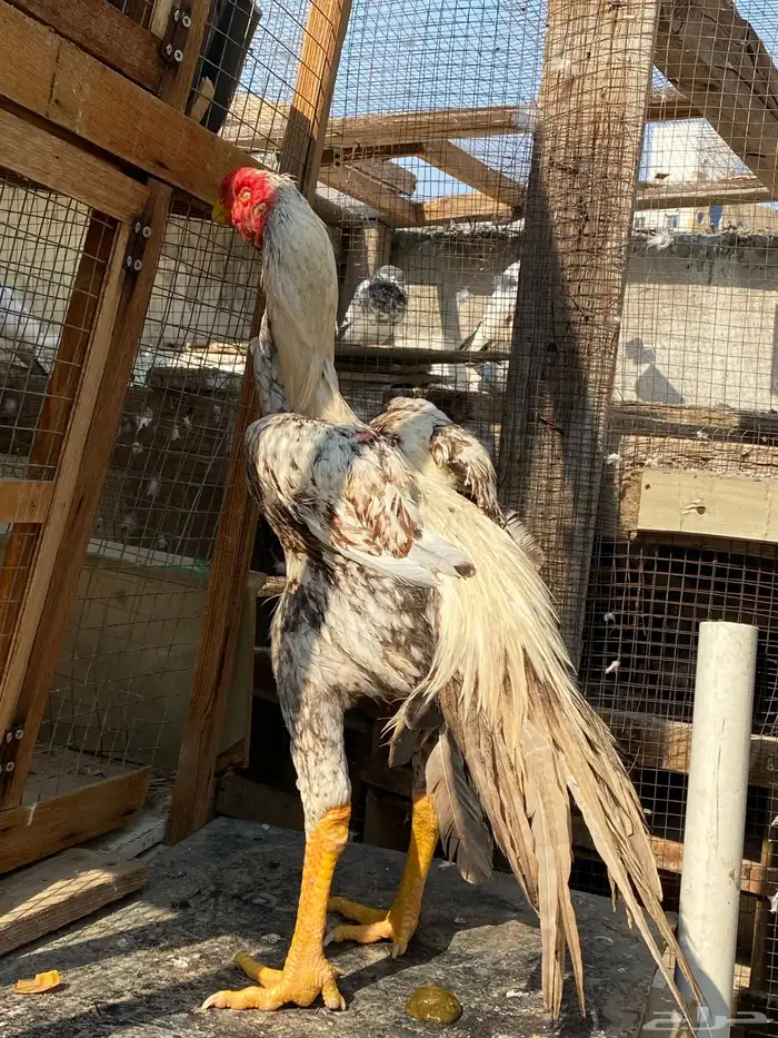 اذناب الهند جوز الأجداد مستورد 4