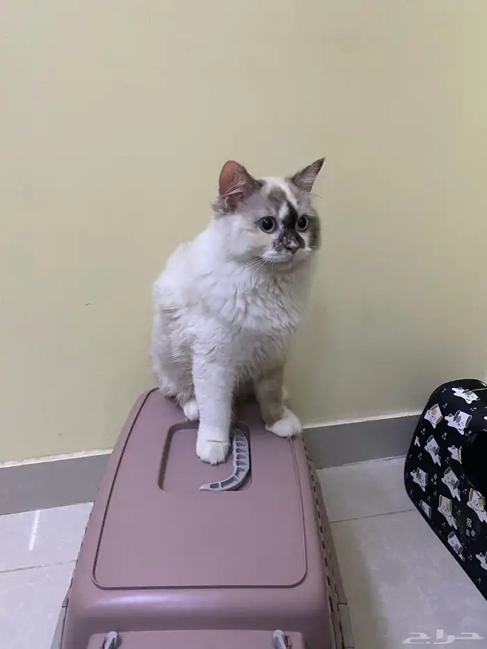 قطط همالايا 1