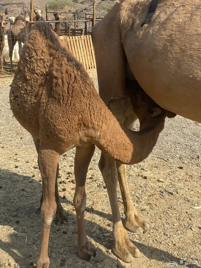 خلفه ساحليه طيبه للبيع 3