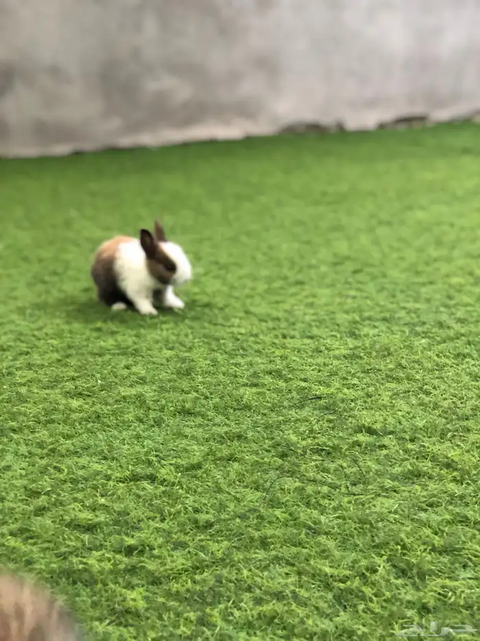 ارانب صغار 16