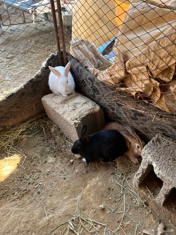 ارانب للبيع 13