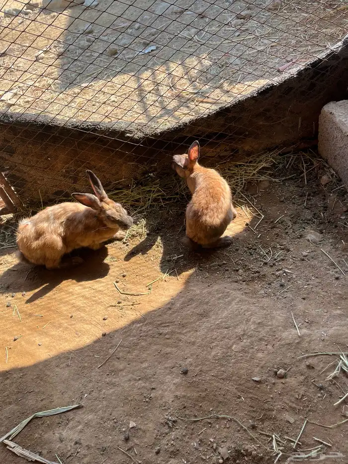 ارانب للبيع 15