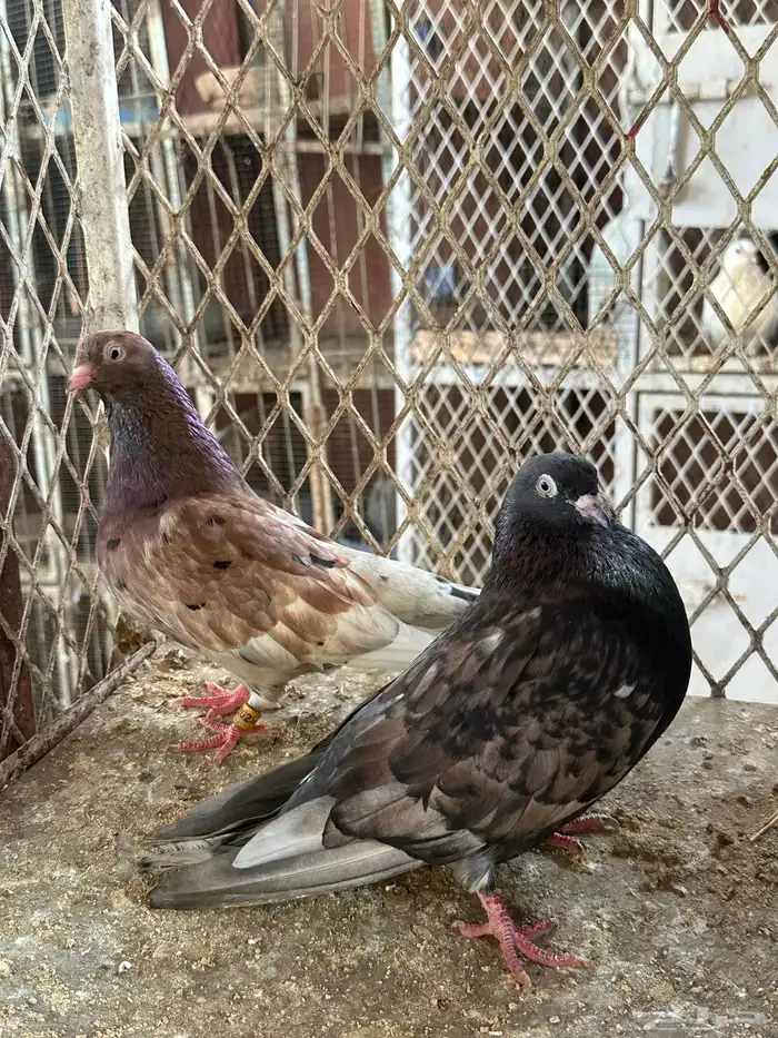 قلاب كورة ودجاج للبيع 6