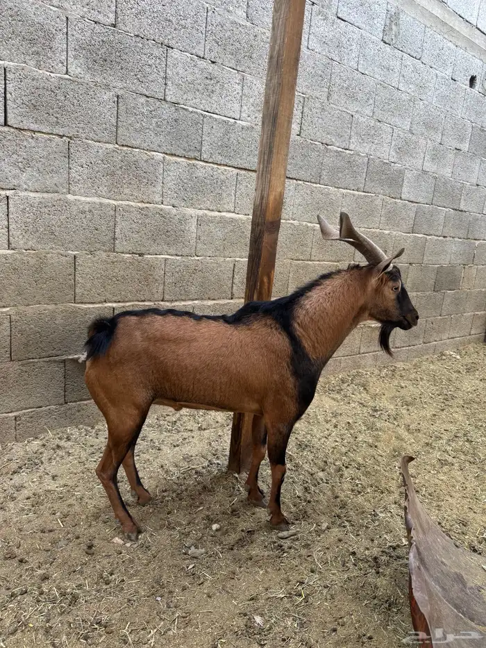 ولد وعل حر صنف الصنف شرط من كل شي سليمم 1