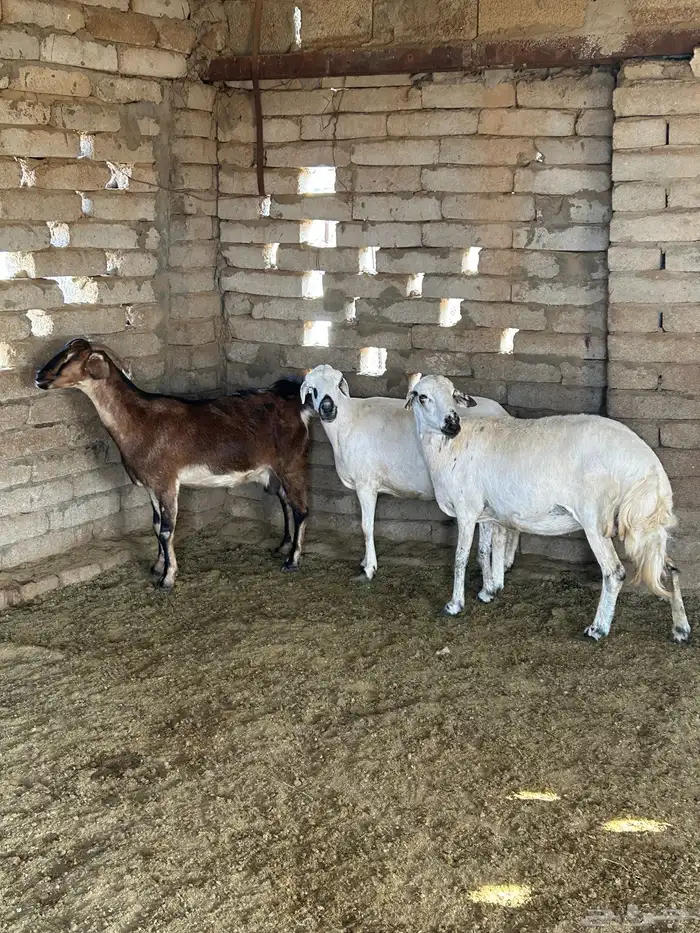 تهامة الباحه الحجره 1