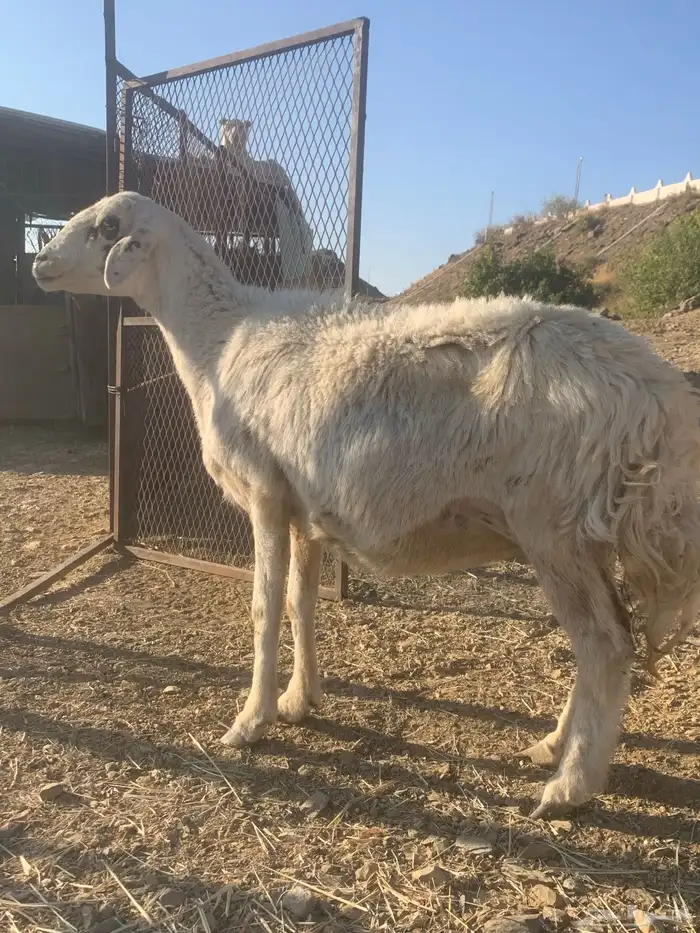 شاه حري دافع 6