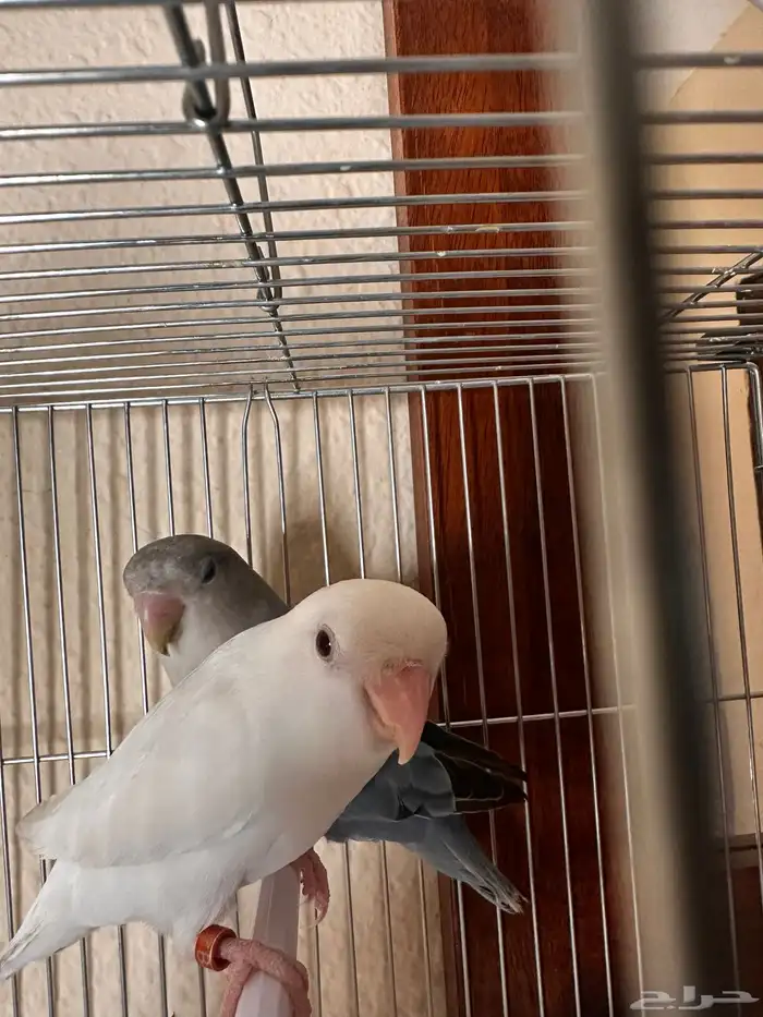 Beautiful Pair of Lovebirds for Sale   Healthy   Active 6