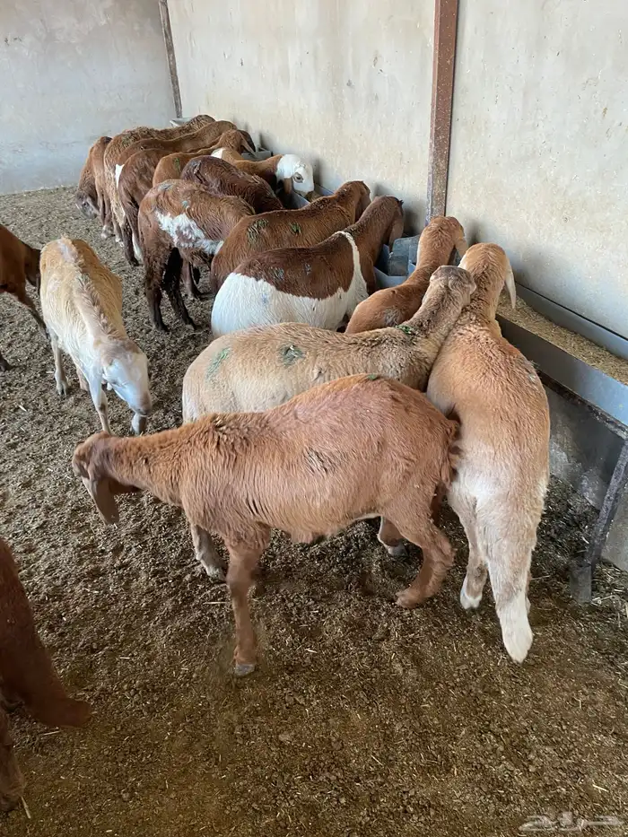 غنم سواكن مخاصي 2