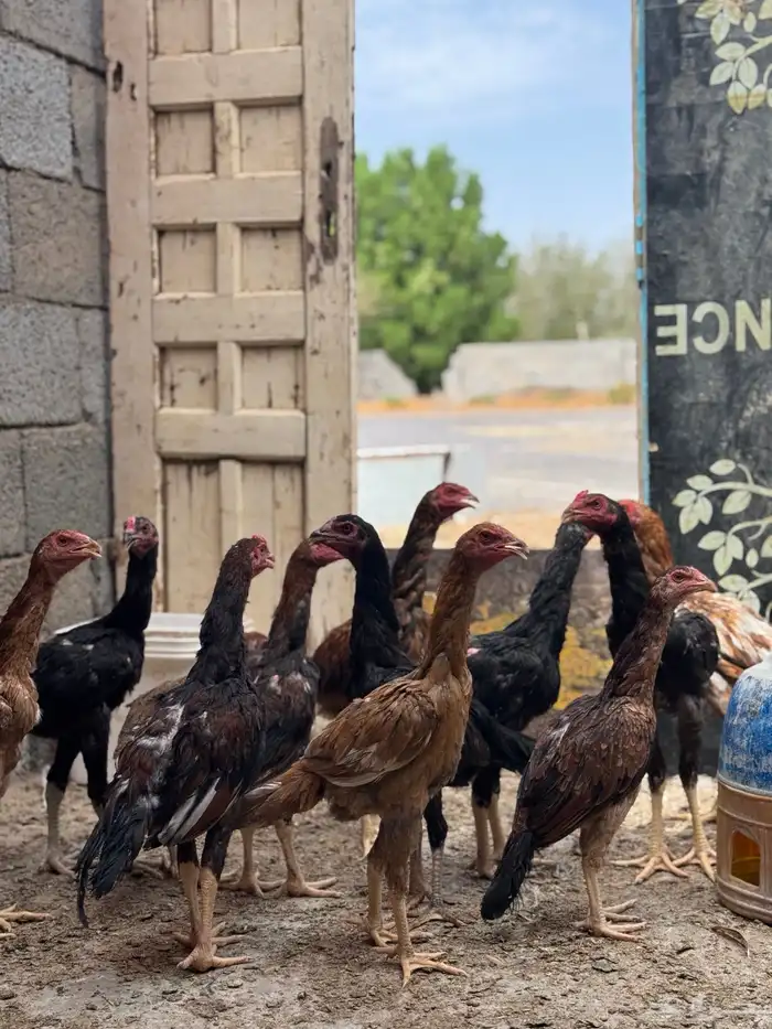 دجاج بكستاني اصل 1