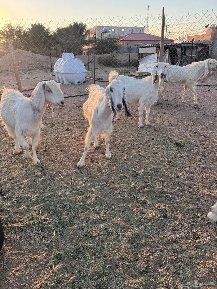 معزا مصريات جم دفيع وحليب 16