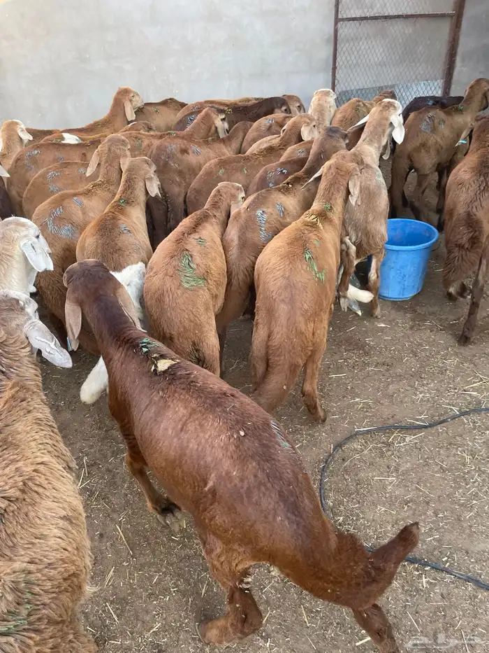 غنم سواكن مخاصي 0