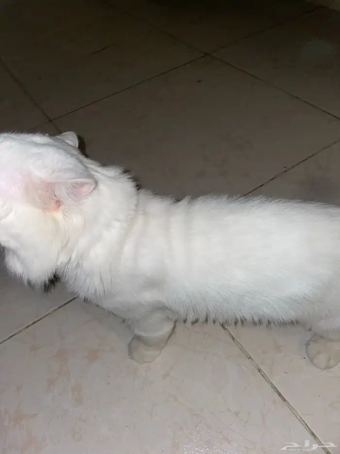 قط ذكر شيرازي للتبني 3