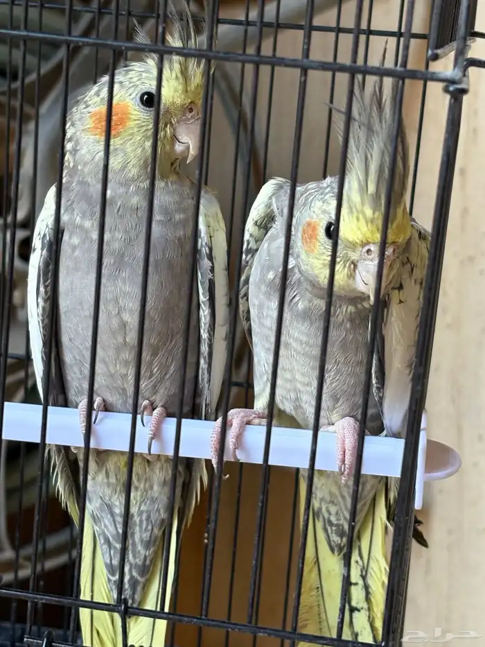 زوج كروان في مرحلة الانتاج 3