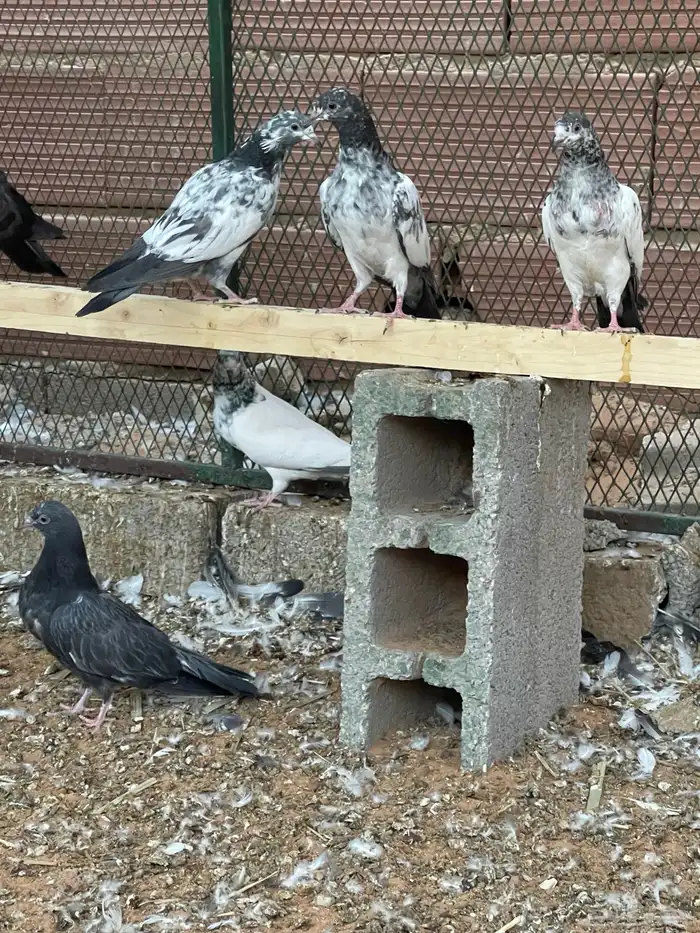 حمام هندي طبات 2