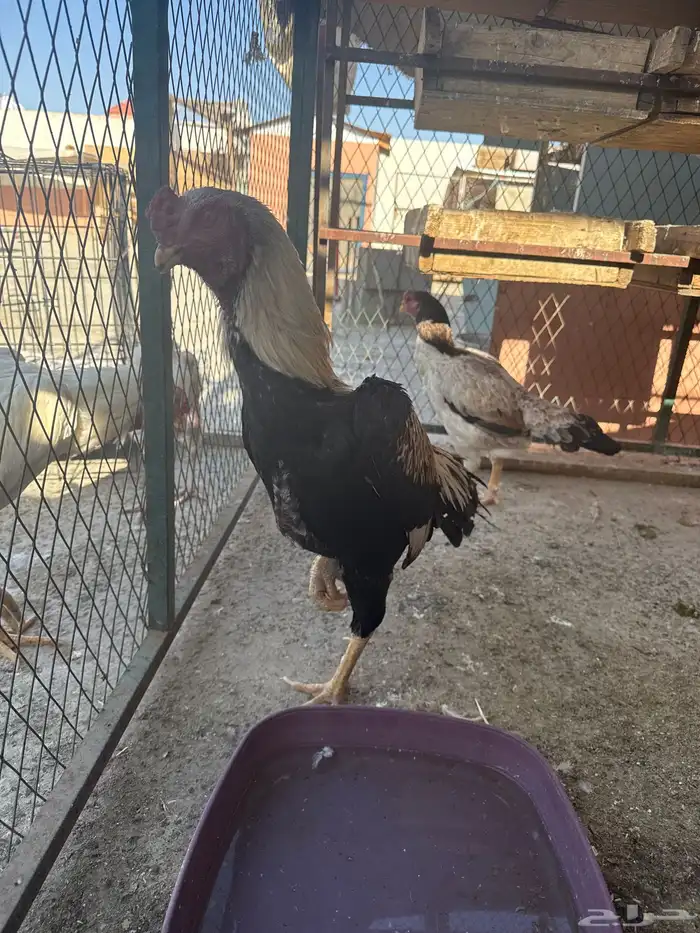 شامو الماني ديك ودجاجه 1