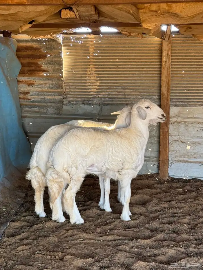 خرفان حريات بريه انتاج الغنم 1