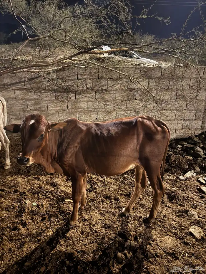 حسلان ذكور للبيع العمر سنه 1