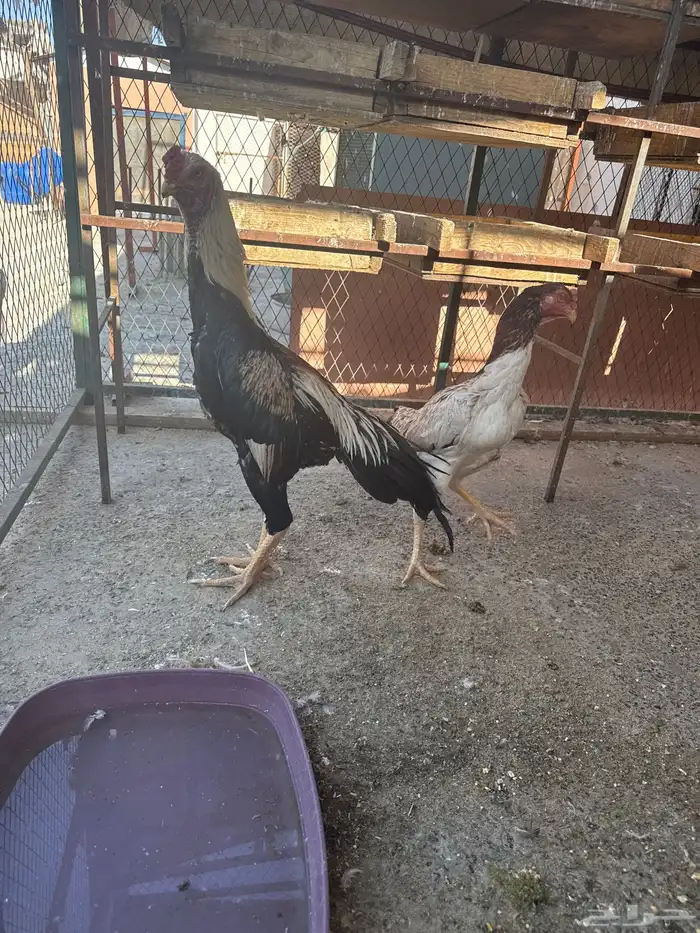 شامو الماني ديك ودجاجه 0