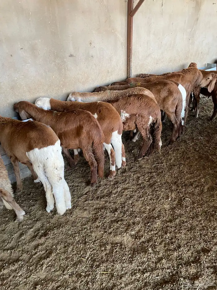 غنم سواكن مخاصي 11