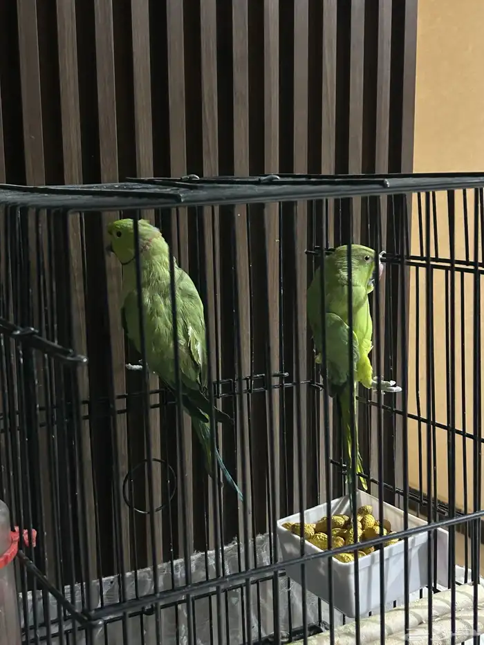 ببغاء درة هندي 5