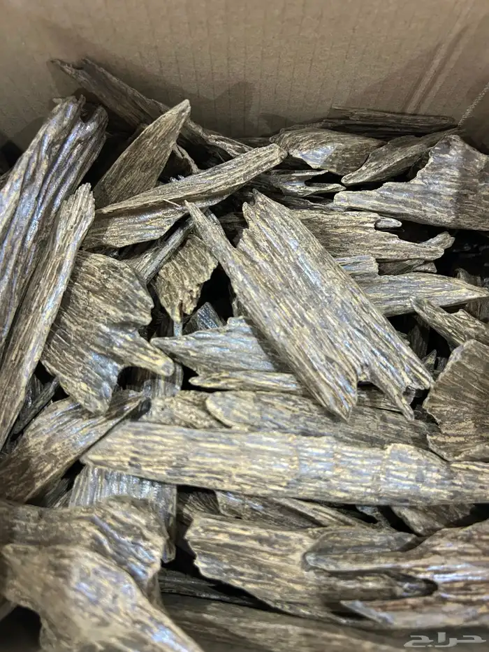 عود سومطري محسن 2