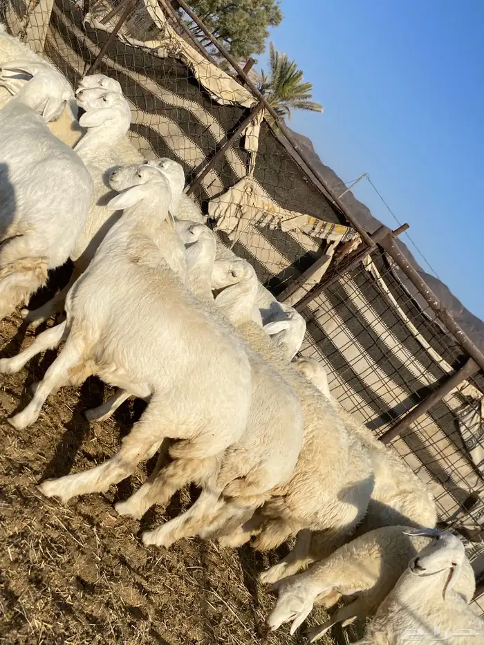 جذعات دفيع صنف الصنف 22