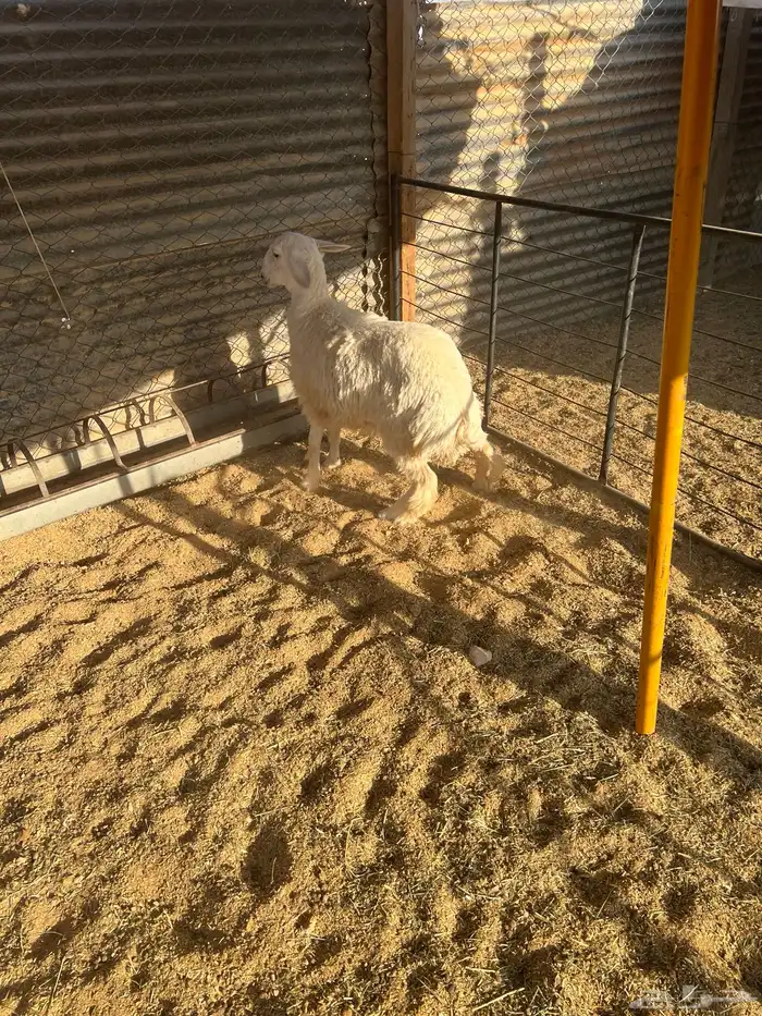 طليان فاخره ذبايح ورخال مقنوي وذبح 9