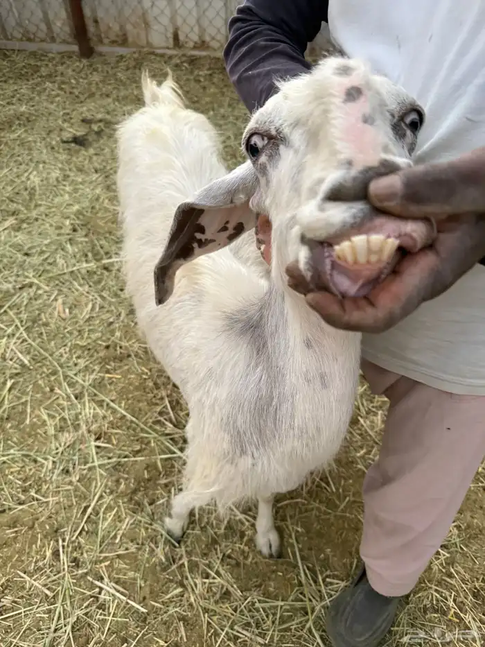 معزا مشاريك حيل 6