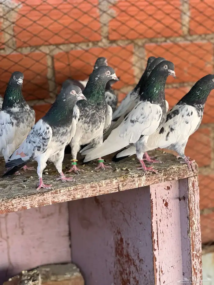 حمام بكستاني قولدن 3