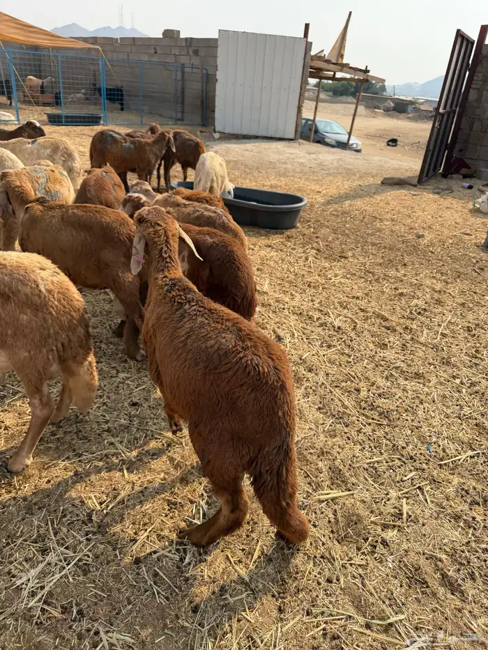 طليان سواكن 2