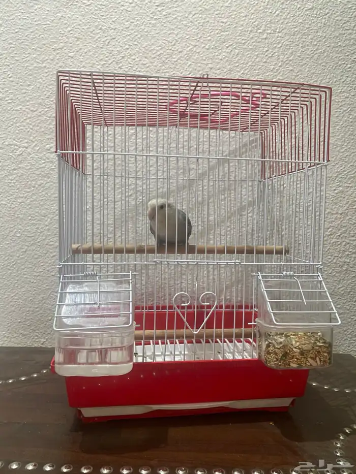 طير روز للبيع 2