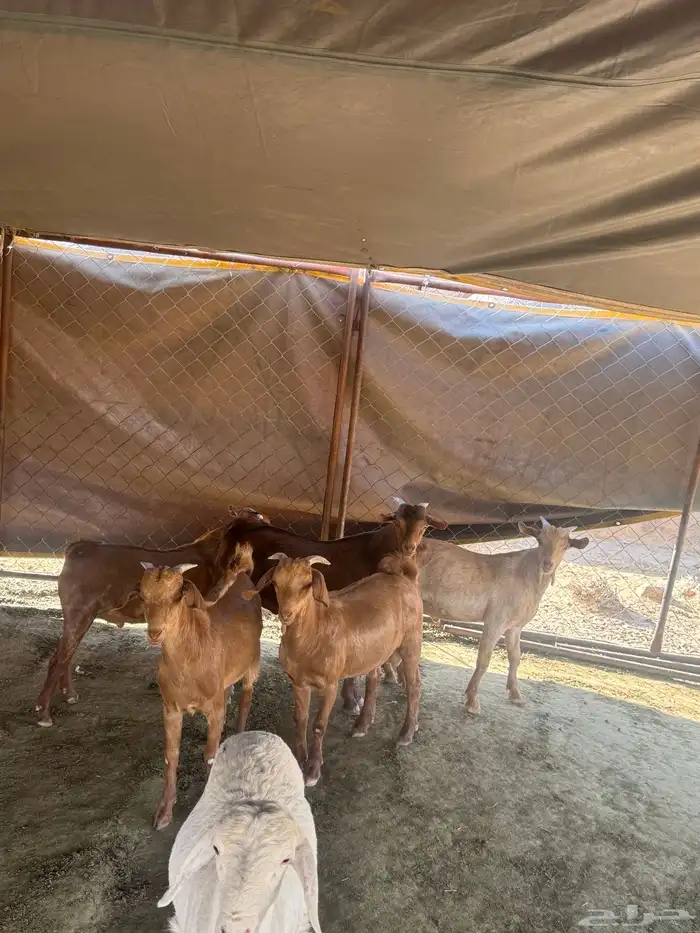 تيوس سمان ونضاف 3