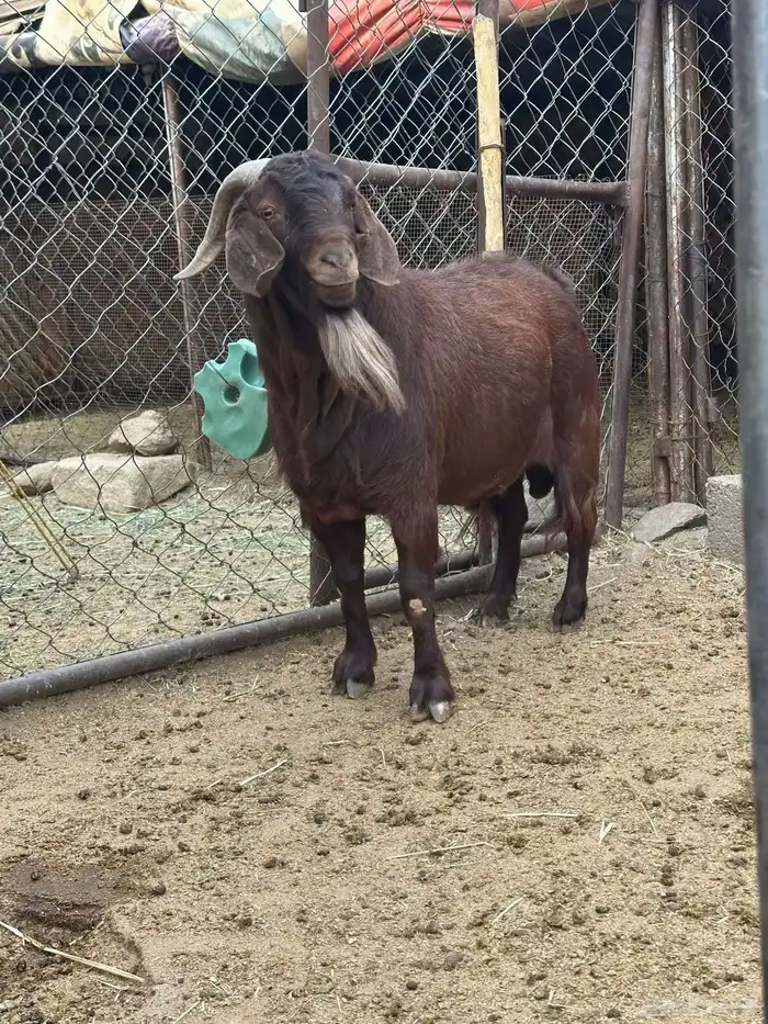 تيس كلهاري جامع بيور 2