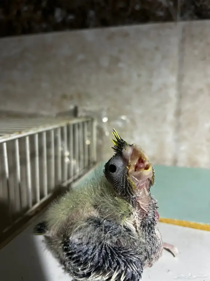 للبيع فرخ كروان كوكتيل 1