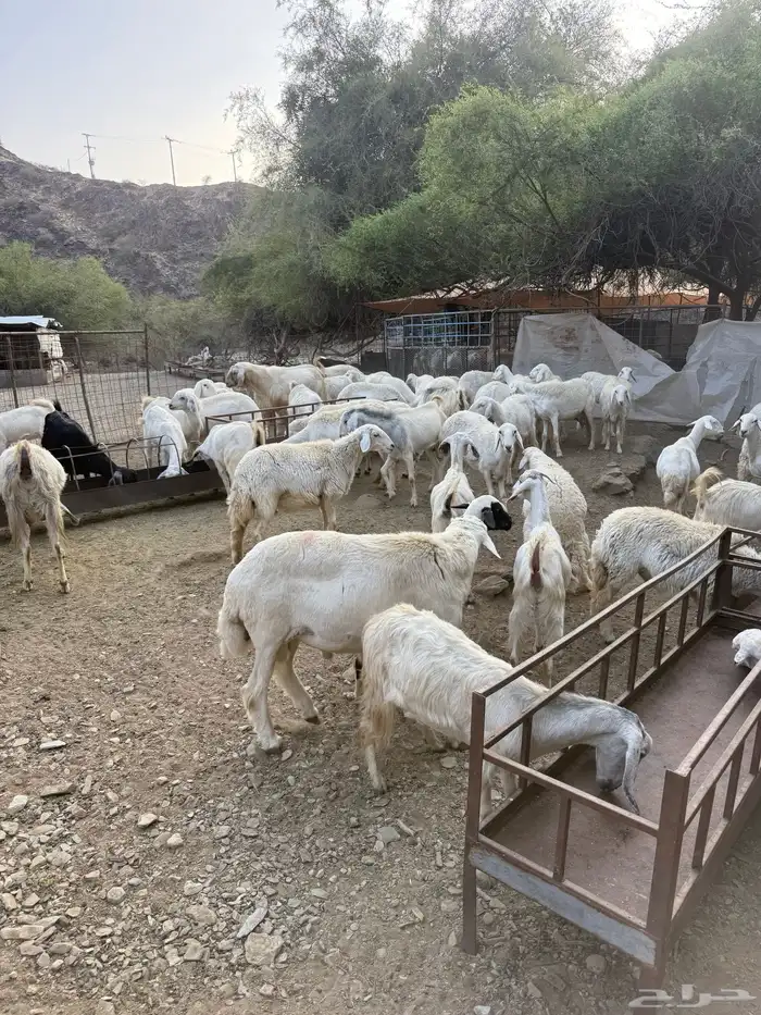 غنم البيع العدد 75 تحتها 8 14