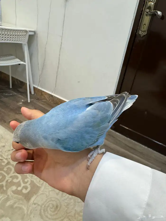 طير روز عمره 7 شهور يحب يلعب أليف لما تناديه اسمه كوكي 1