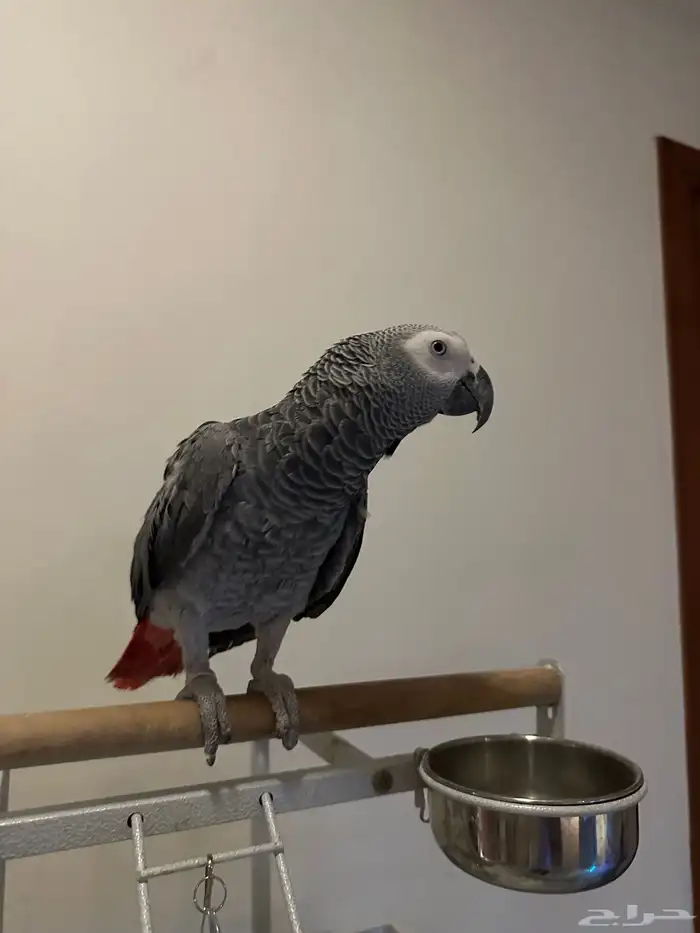 كاسكو افريقي اليف للبيع 3