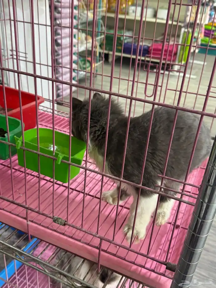 قطة شيرازيه للبيع 0