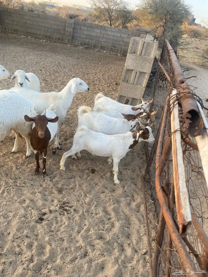 حلال نضيف للبيع 1