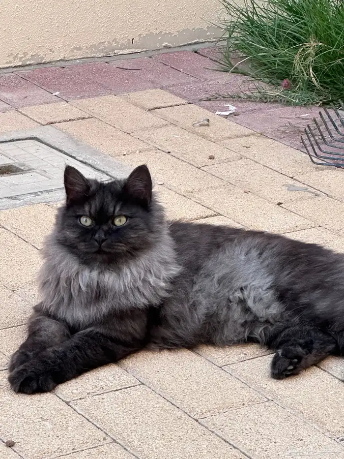 القطط اناث كلهم بدون شروط فقط مخافه الله فيهم وعدم رميهم 2