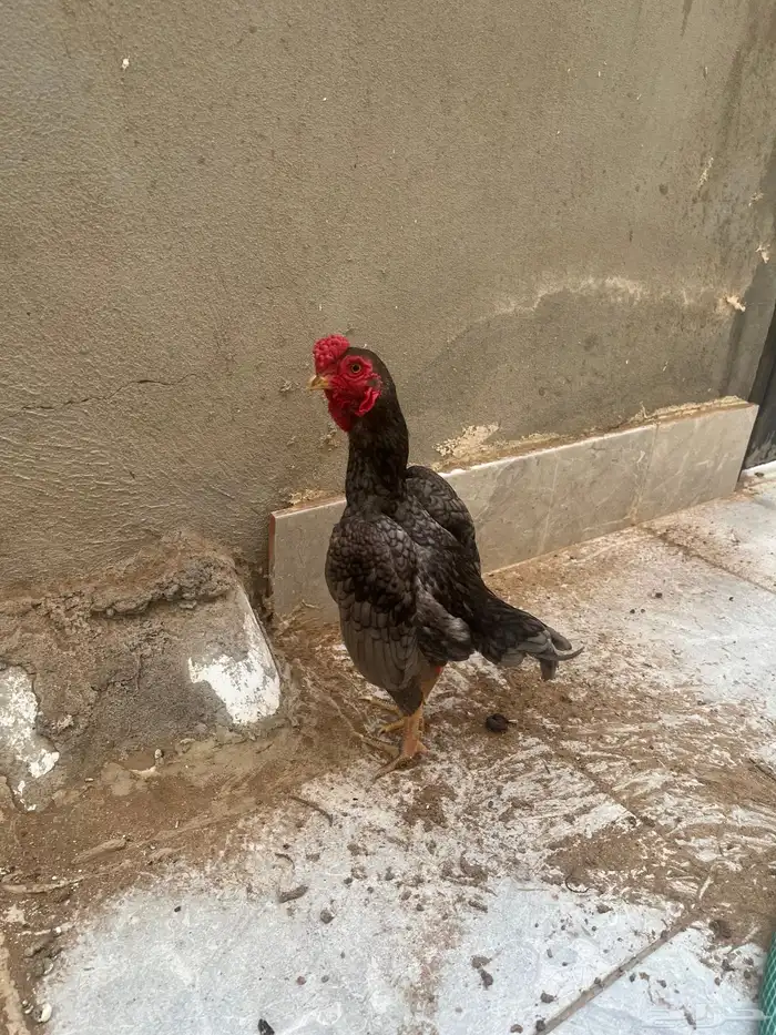 دجاج كوشامو القزم 4