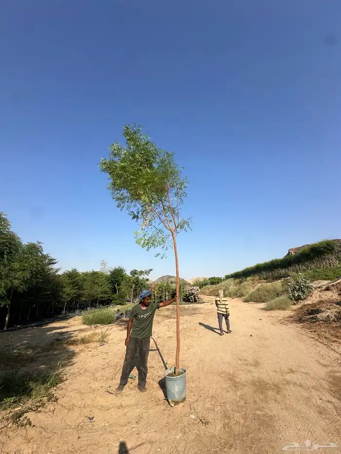 مشتل زراعي لبيع الاشجار بالجملة 14