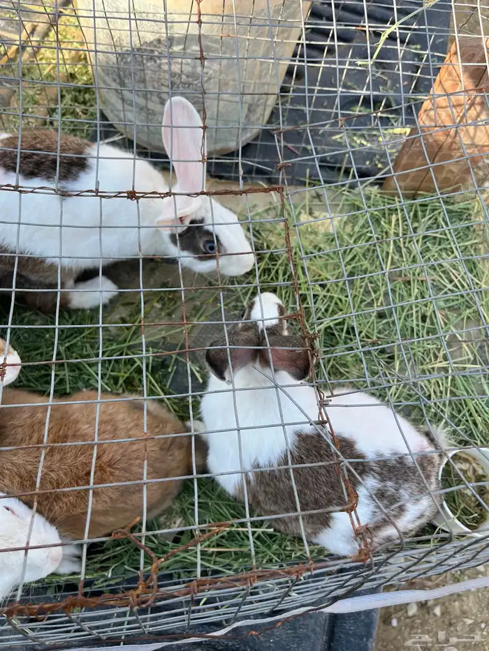 ارانب للبيع 7