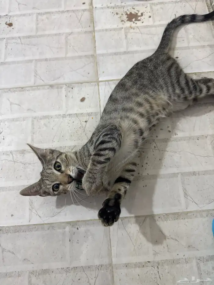 قطط للتبني 8