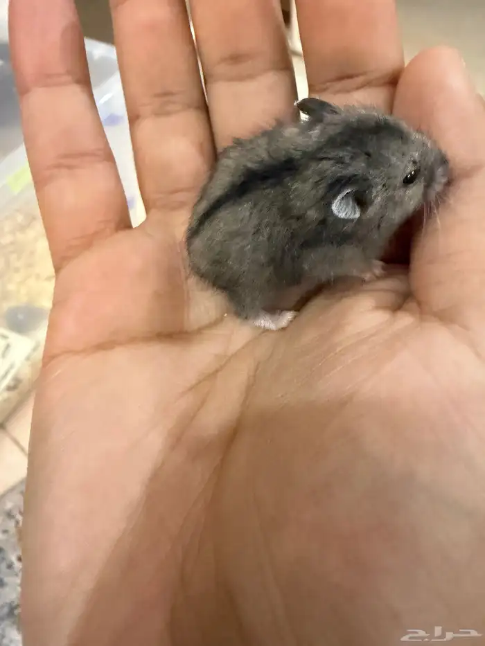 هامستر ب 15 ريال فقط 6