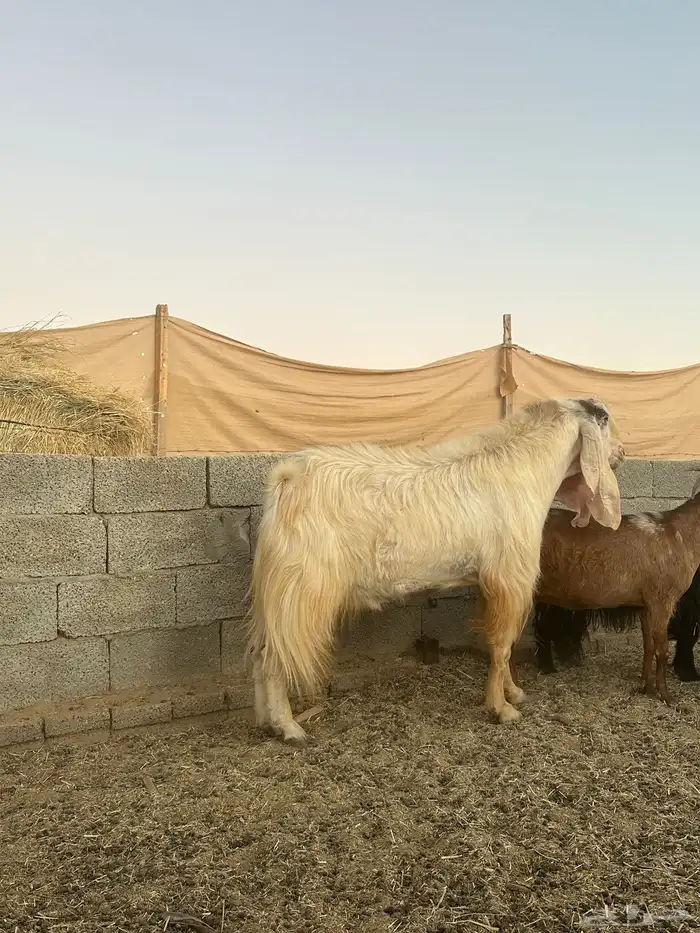 تيس فحل سن رباع منتج 1